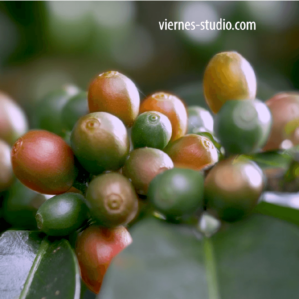 Nuestro Café – Yara thumbnail